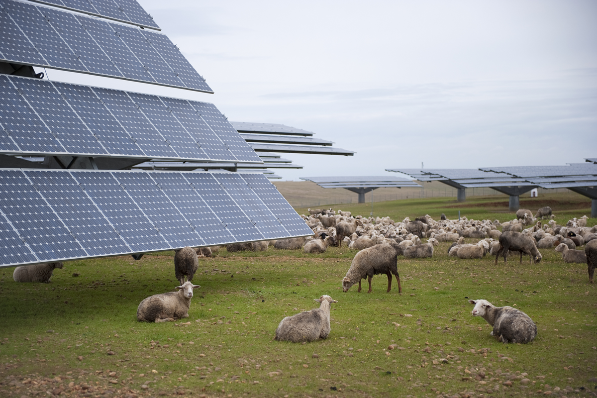 Ret&eacute;n
El uso de la ganader&iacute;a en el control de la vegetaci&oacute;n arvense en plantas solares es una pr&aacute;ctica bastante extendida. En la imagen, la caba&ntilde;a bovina realiza el control de una planta solar fotovoltaica en la campi&ntilde;a de Carmona.